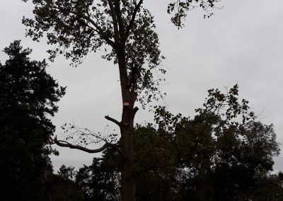 Reliable Tree Pruning