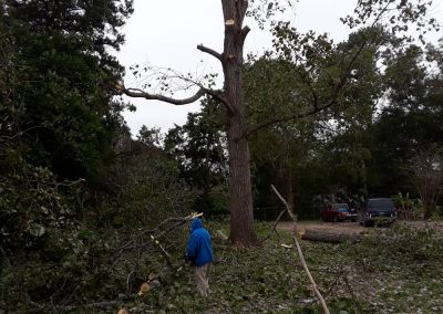 Trusted Tree Pruning