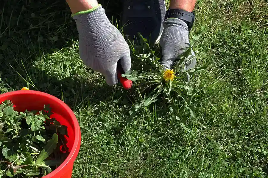 Weed Removal Service